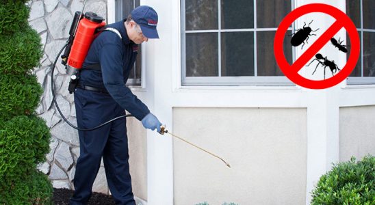 Hendek Kene İlaçlama böcek ilaçlama ve haşere kontrolü — ilaclama-tr.com